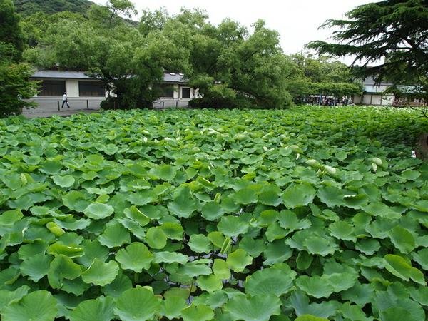 🌸 겐지 연못 (겐지이케) 이미지 1